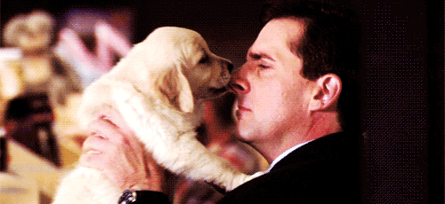 The Office Puppy GIF - Find & Share on GIPHY