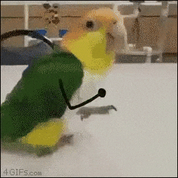 giphy.gif?cid=5a38a5a2ae52a27279107df8309ed6e3d6938137cc7518c7&rid=giphy.gif