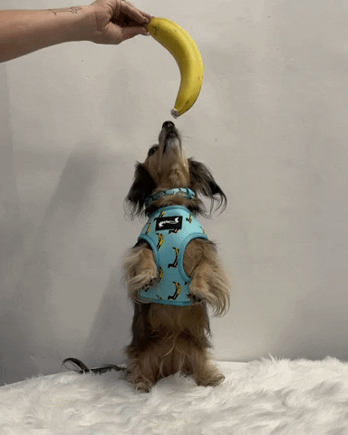 Wiener Dog Dachshund GIF by beangoods