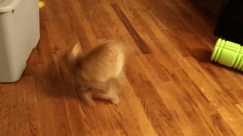 Cat Chasing GIF - Find & Share on GIPHY
