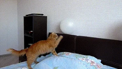 Scared Cat GIF