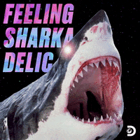 Happy Discovery Channel GIF by Shark Week
