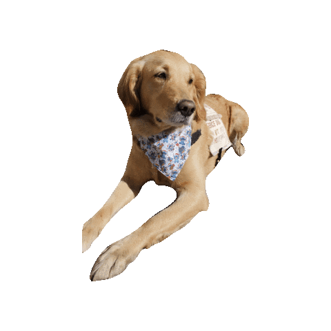 Ptsd Dog Gif