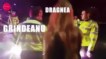 PoliticFun ko dragnea grindeanu boureanu GIF