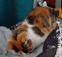 Cat GIF