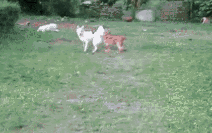 giphy.gif?cid=790b76115d01739265336b51675c1436&rid=giphy.gif
