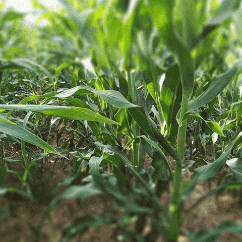 Sementes Bonamigo GIF