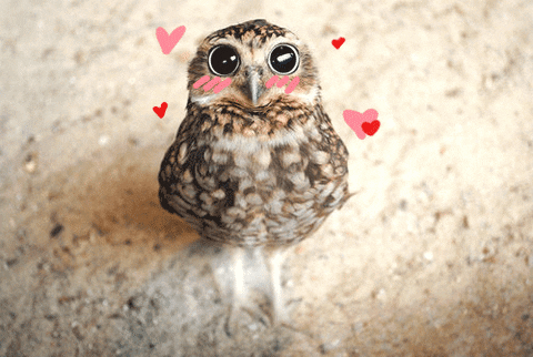 Image result for sad owl gif