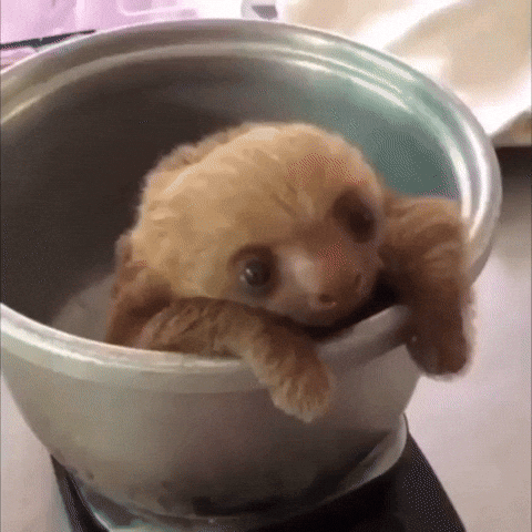 Video gif. Sloth baby is being weighed in a pot on a scale. It coos and scratches around the pot.