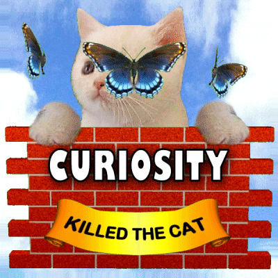 Curiosity Killed The Cat Interest GIF