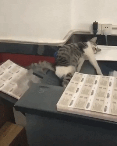 Cat GIF by JustViral