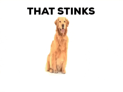Stinky online golden retriever