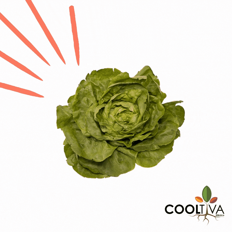 Cooltiva México GIF