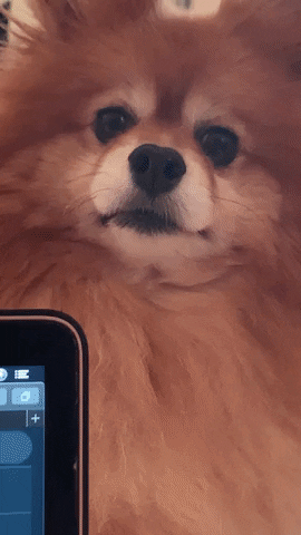 Pomeranian What GIF by brides of florida