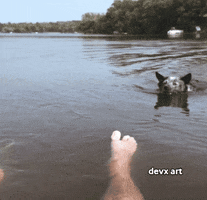 Dog Swimming GIF by DevX Art