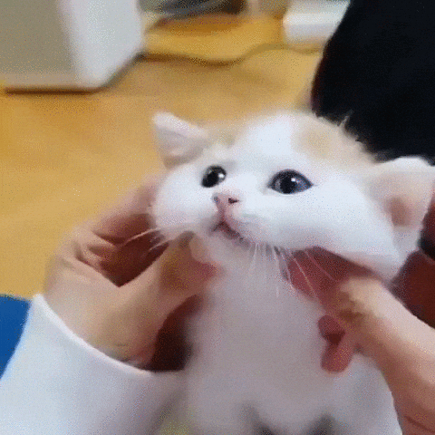 Cat Petting GIF by Yêu Lu