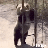 Happy Bear Dancing GIF by TikTok