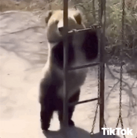 Happy-bear GIFs - Get the best GIF on GIPHY