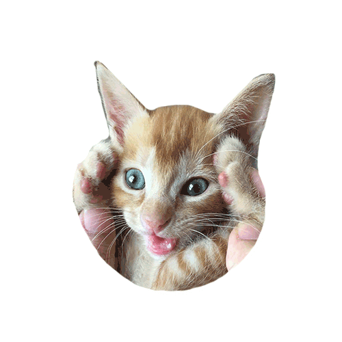 Cat Sticker