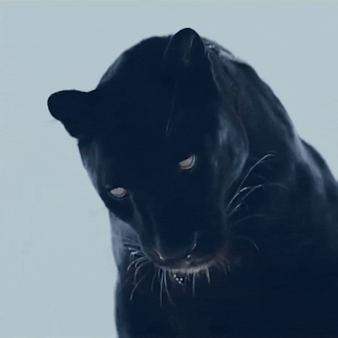 Panther meme gif