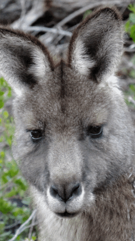 Australia Kangaroo Photo GIF