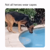 Not-all-heros-wear-capes GIFs - Get the best GIF on GIPHY
