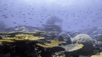 NHMLAC nature ocean fish history GIF