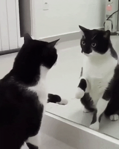 Cat Mirror GIF by moodman