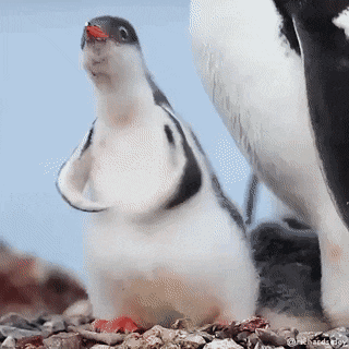 Baby Penguin GIF by MOODMAN