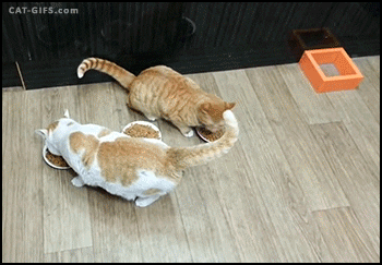  food cats hungry animals being jerks hangry GIF