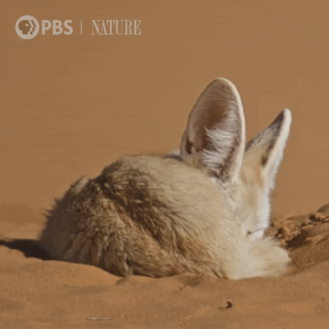 Sleepy Pbs Nature GIF by Nature on PBS