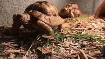 Moving On The Move GIF by Woodland Park Zoo
