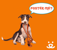 Shelter Pet Project GIFs - Get the best GIF on GIPHY