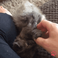 fluffy kittens gif