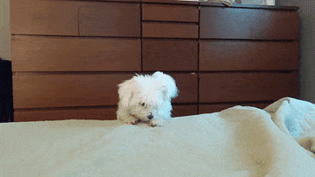 Dog GIF