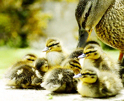 family duck GIF