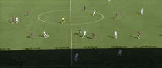 Parisi GIF