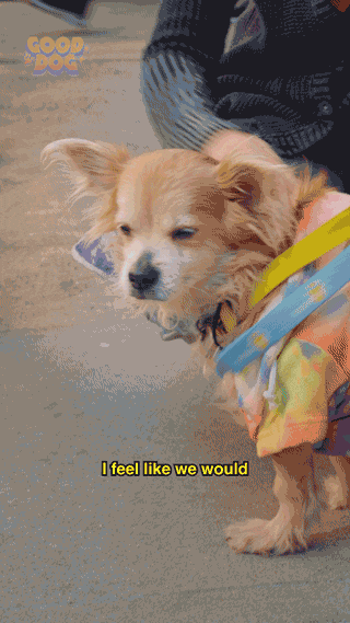 Adoptdontshop GIF by Sophia Peer