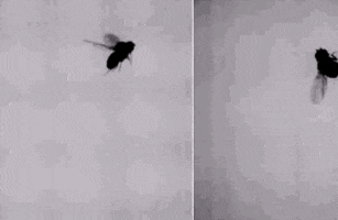 slow motion fly GIF