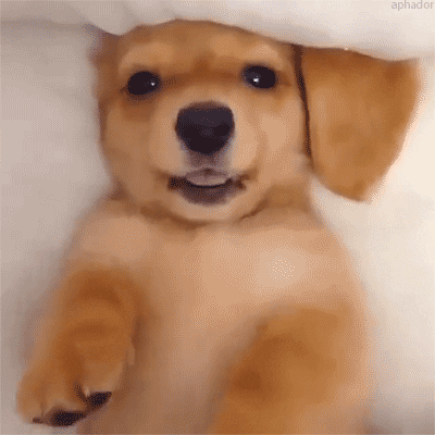 Video gif. Fluffy golden puppy winks with one eye as its paws twitch.