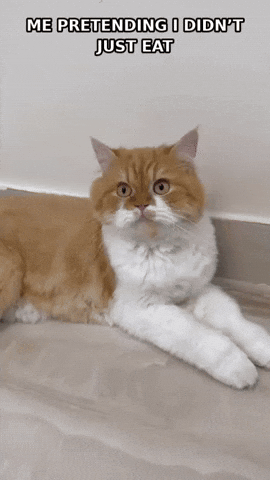Funny Gif GIF