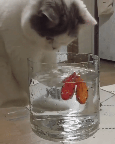 kitten fish playing GIF