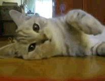 https://media1.giphy.com/media/YxquUcNoXaAIE/giphy.gif