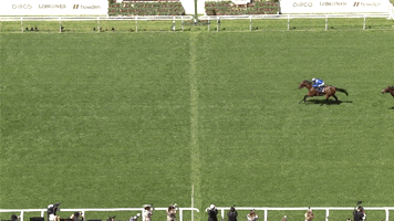 Horse Race Ascot GIF by World Horse Racing