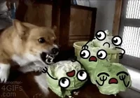 cabbages GIF