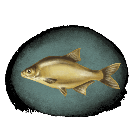 Kokorysuje Sticker