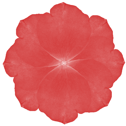 Red Rose Flower Sticker