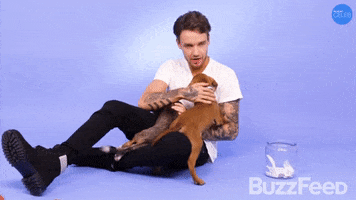 Liam Payne Puppies GIF by BuzzFeed