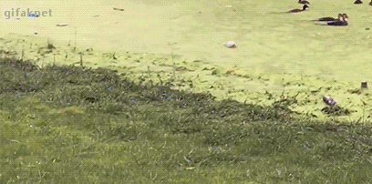 ducks