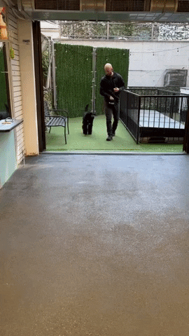 Dog Training GIF by SchoolForTheDogs